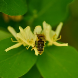 Berlin/Botanischer Garten/DSC_1116.JPG